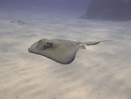 086 Southern Stingray IMG 6029